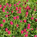 Gomphrena haageana 'Qis rouge carmin'